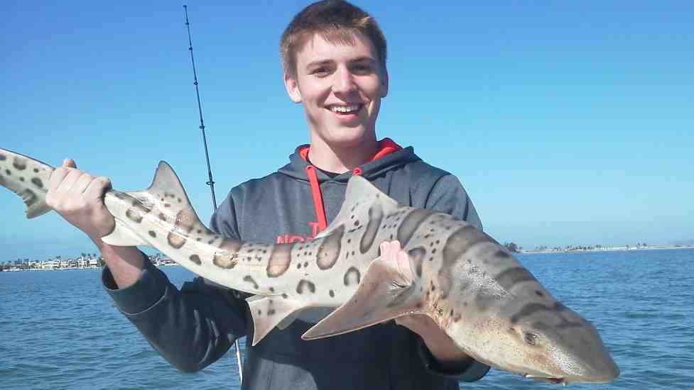 Does Oceanside beach have sharks?