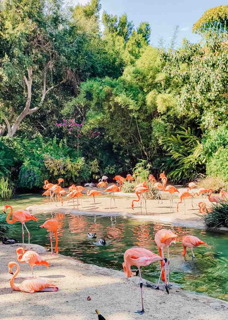 How long does it take to walk through the San Diego Zoo?