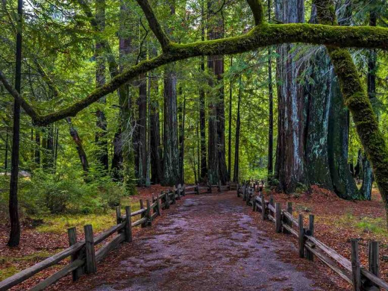 How long is the drive from San Diego to San Francisco on Hwy 1?