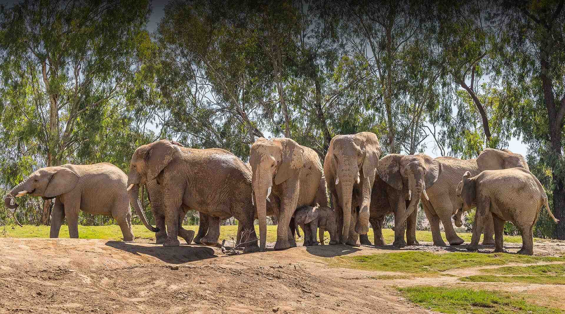 Is the San Diego Safari zoo Worth It?