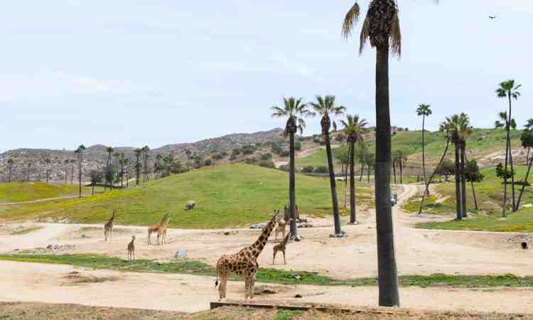 What age is free at San Diego Zoo?