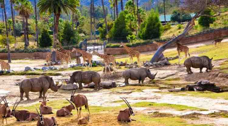 Who gets in free at San Diego Zoo?
